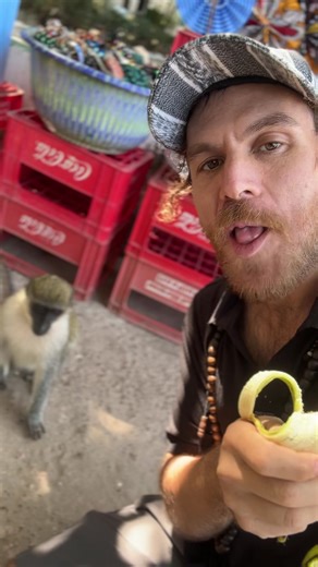 Making friends in Gambia! #africa #wildlife #gambia #monkey #westafrica