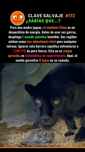 ¡El Escudo Acústico Del Jaguar! 🥶 172% #supervivencia #animales #ciencia