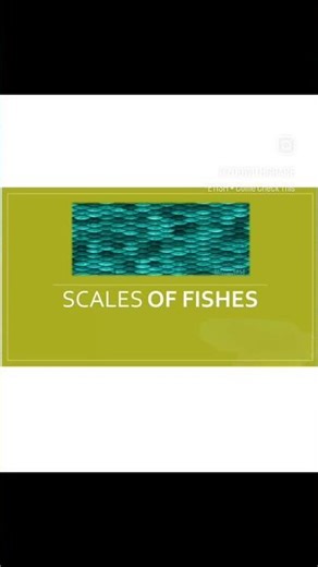 Scales in fish 🐠🐟 Types and structure #zoologist#scales#fish