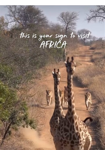 Menjelajah Afrika, tempat alam masih bicara dengan lantang. 🌍🦁 Dari savana liar di Kruger National Park, menyusuri arus tenang Zambezi River, hingga berdiri di tepi dunia di Cape Peninsula. Setiap langkah seperti mengingatkan bahwa bumi ini jauh lebih besar dari yang kita bayangkan. Afrika bukan sekadar destinasi, tapi pengalaman yang akan selalu memanggil kita kembali. 🌅✨ Hubungi cabang #Dwidayatour terdekat untuk informasi lebih lengkap dan pemesanan! #AfricaAdventure #KrugerNationalPark #Z