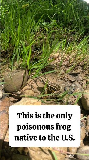 The Only Poisonous Frog in America — and One That Breathes Underwater