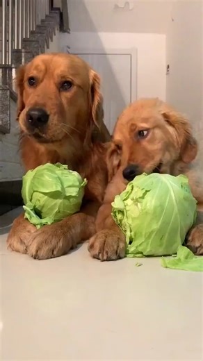 Cabbage has never looked so delicious. | Dog lover
