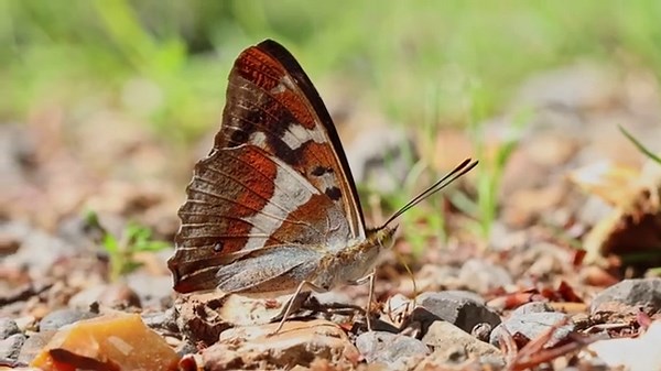 Purple Emperor - Apatura iris