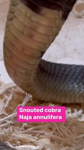 Kentucky Reptile Zoo on Reels