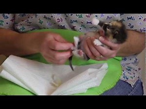 How to Make a Kitten Poop