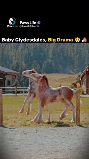 Baby Clydesdales, Big Drama 😂🐴#horse #shorts