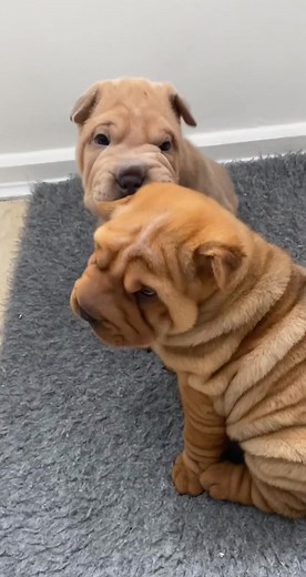 CALI COOKIES on TikTok