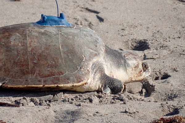 A 3-limbed Kemp's ridley sea turtle is now being tracked at sea by satellite