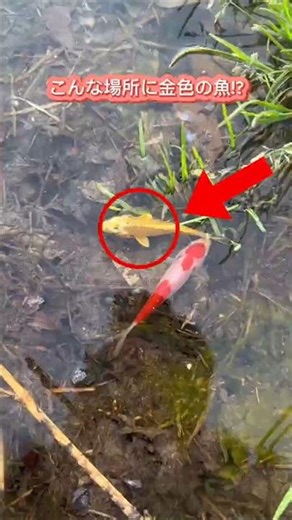 Suddenly, a golden fish and a mysterious creature were discovered by the water's edge! #shorts #j...
