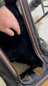 3.3K views · 364 reactions | Binx went to the veterinarian this...