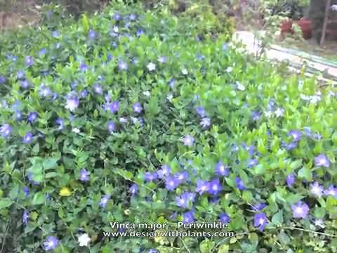 Vinca Major - Periwinkle
