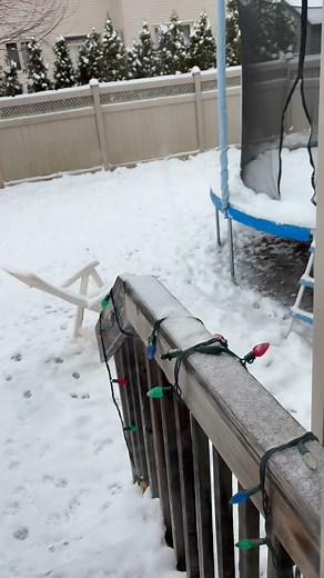 My puppies love the snow as much as I do. It makes them a little wild too! #snowdog #snowday #puppies #englishspringerspaniel | Ember and Cole's English Springer Spaniel Family