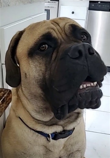 The Loveable English Mastiff: A Gentle Giant