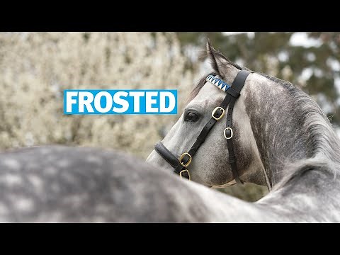 Frosted stallion show with Kate Galvin