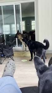 365K views · 3.4K reactions | Churchill woke up hangry this morning...