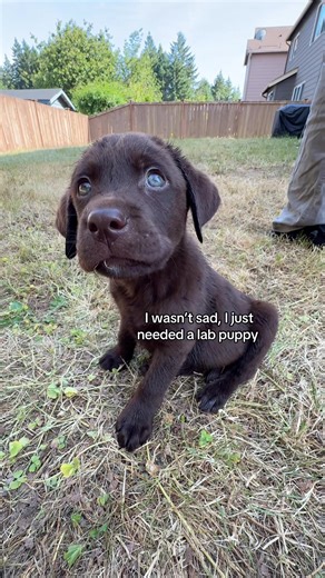 Meet Ridgey Bear: The Adorable Lab Puppy