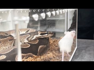 The Moment a Hungry Snake Devours a Mouse｜Ball Python