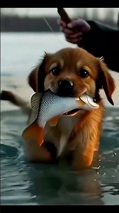 “A Dog Who Learned How to Fish”(-)“You Won’t Believe How This Dog Fishes”#shorts