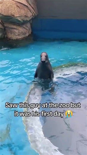 $Potato The Nervous Seal is going viral on X right now, people are calling him "Nervous Seal" Cute April Animal Runner imo.I will use dev fees for dex, buybacks and boosts.$Potato To Millions.https://t.co/cLoh1h8W2u