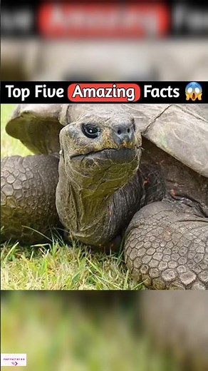 Top five amazing facts #factsinhindi