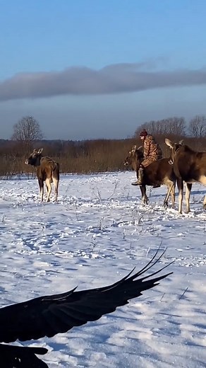 Moose riding is a real thing! .😮😮😮 | Pabi Moloi