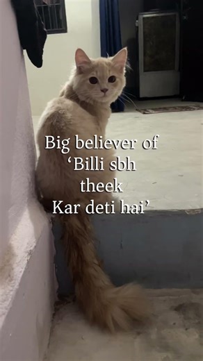 Believer 🐾🌱 #cat #catshorts #catlife #catvideos #cutecat