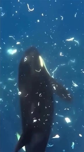 Một cá voi s.á.t thủ trưởng thành biệt danh “A Train” lao đi với tốc độ cao và tông thẳng vào một con cá mặt trăng khổng lồ, loài cá xương nặng hàng đầu đại dương. Trong vài giây, cơ thể con cá v.ỡ ra và lơ lửng trong nước như vừa phát n.ổ. Mọi thứ diễn ra quá nhanh, chỉ khi các mảnh vỡ nổi lên và con cá bất động, sức mạnh khủng khiếp ấy mới lộ rõ. Các nhà sinh học biển cho rằng đây không phải săn mồi. Cá mặt trăng ít cơ, giá trị dinh dưỡng thấp nên không hấp dẫn. Nhiều khả năng cá voi s.á.t thủ