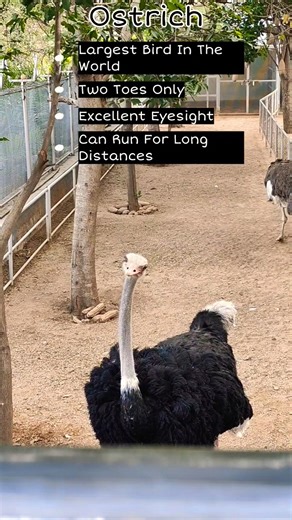 Meet the Ostrich#viral#OstrichFacts#shorts #UniqueAnimal#Nature#FastestBird#EducationalShorts#facts