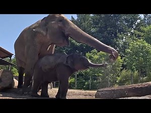 Baby Elephant Tula Plays In Big Mud Puddle