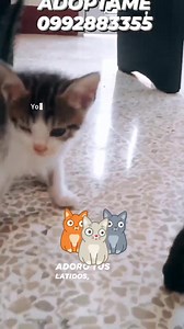 Caso Externo Hermosos gatitos , de mes y medio (machos y hembras) en adopción responsable Ya son independientes, comen pepitas y usan arenero Son amorosos,no tienen pulgas Están sanitos Más información al 0 98 115 0581 o al 0992883355 Compromiso de esterilización | Adopción Animal Guayaquil - AG | Facebook