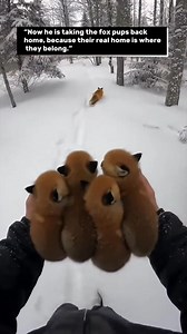 13M views · 460K reactions | Red Fox Rescue in Snow! Man Saves Tiny Pups #FoxRescue #SnowAnimals #Wildlife #Viral" | Humanity for Animals | Facebook