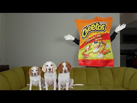Dogs vs Giant Cheetos Bag Prank! Funny Dogs Maymo, Potpie & Penny Battle Cheetos!