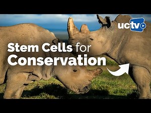Stem Cells for Conservation: Trials and Tribulations of a Non-Model System