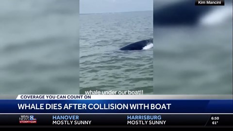 Whale capsizes boat at Jersey Shore