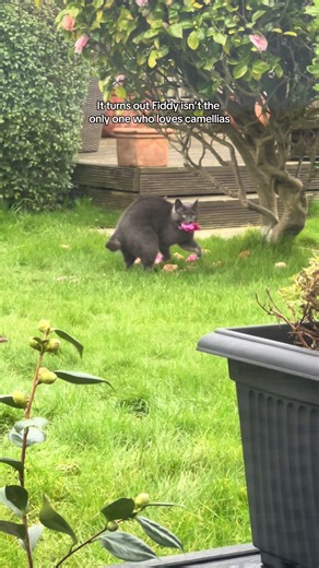 I literally didn’t think this was true that bees sleep inside flowers. Having a little pit stop I reckon. So adorable #cat #fyp #camellia #camelliaflower #bumblebee
