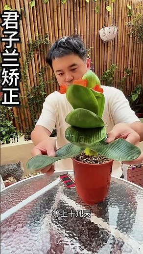 How to grow Clivia leaves so that they are neat #Growing tips #Clivia cultivation