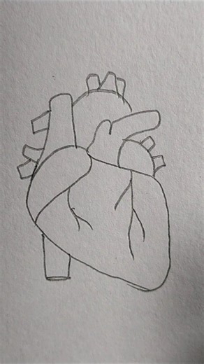 Realistic Human Hearts Drawing Tutorial | Easy Heart Drawing For Student #shorts #ytshorts #trending