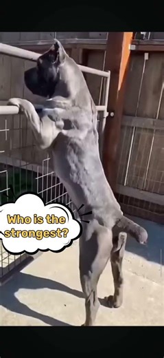 cane corso 🔥#shorts