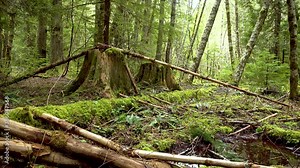 Swamp plants, mosses and ferns in a damp forest. United States, Washington State