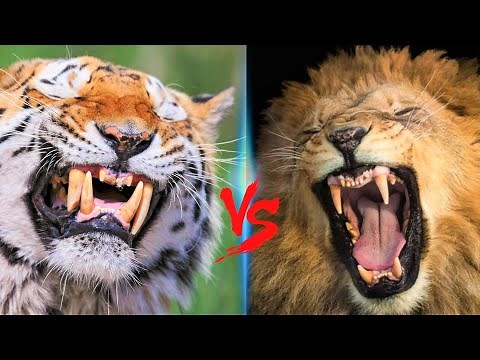 Russian Tiger VS American Lion || American Lion VS Siberian Tiger Who Would Win