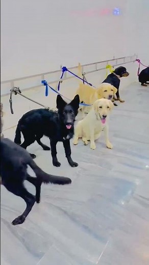 German Shepherd Dog And Siberian Husky And All dogs Collections available#‪@luckypetsstore‬#pets