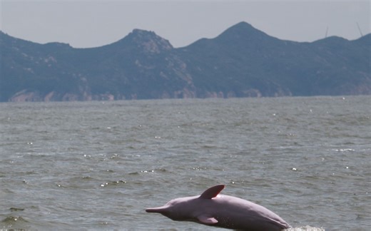 如何将基因序列上传至Genbank