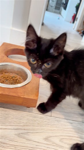 1.3K views · 356 reactions | Happy National Black Cat Day!  You...