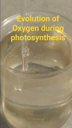 Evolution of Oxygen during Photosynthesis #science #biology #photosynthesisinhigherplants