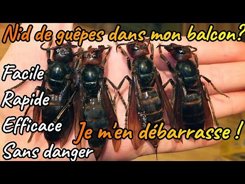 How to get rid of a wasp nest quickly, easily and safely