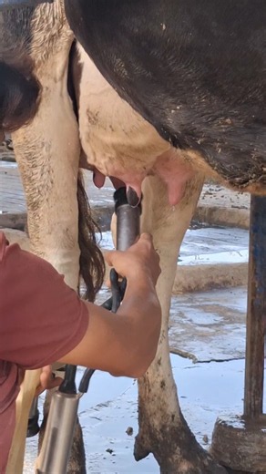 Fresh Morning Milk | Cow Milking on the Farm #farming #cow #dairyherd