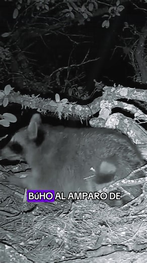 Raccoon Sneaks into Owl's Nest at Night