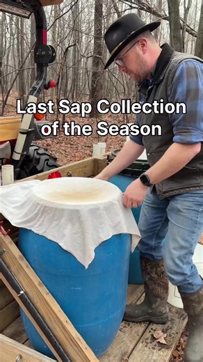 This last haul was a big one! We collected 115 gallons of sap through 40 taps, averaging almost 3 gallons a pail. That’s a lot for around here…. #maplesyrup #maple #maplesyrupseason #maplesap #livingouramericandream