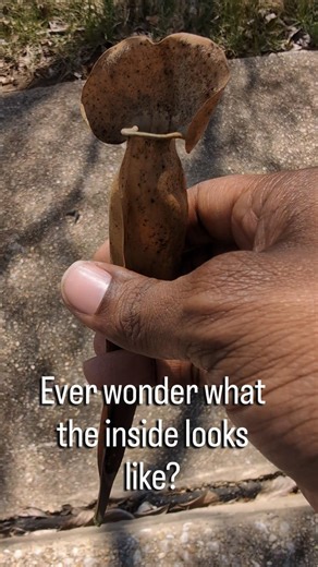 Let's see what's inside this carnivorous plant pitcher 🤔
