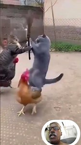 Cats Riding Chickens in a Funny Broom Battle 😂🐱🐔⚔️